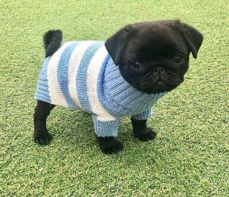 Pug Facts, Teacup Pug, Black Pug Puppies, Cute Pug Puppies, Baby Pugs, Baby Animals Pictures, Black Pug, Pug Puppies, Pugs Funny