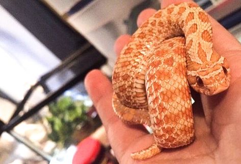 Hog Nose Snake Enclosure, Snake Enclosure Ideas Diy, Hognose Snake Enclosure, Snake Enclosure Ideas, Adorable Snakes, Western Hognose Snake, Snake Care, Snake Cages, Bearded Dragon Cage