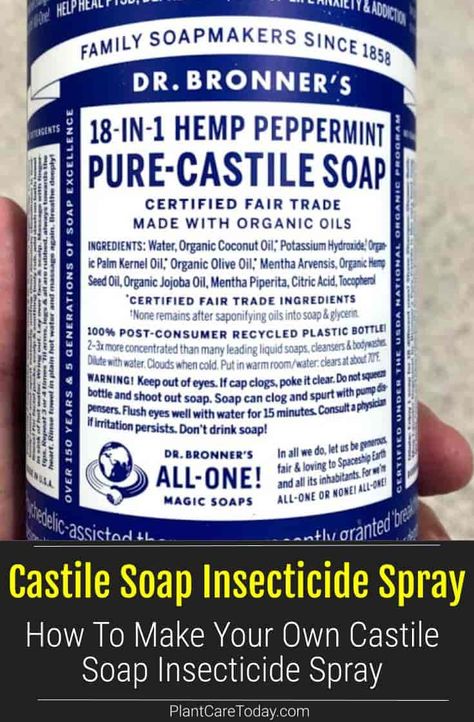 Castile soap insecticide spray a low-cost, efficient homemade natural insecticidal spray. Check out the recipe on making your own natural pesticide [LEARN MORE] Peppermint Castile Soap Uses, Castile Soap Plant Spray, Castile Soap For Plants, Homemade Insecticidal Soap, Insecticidal Soap Recipe, Aphid Spray Homemade, Diy Insecticidal Soap, Make Castile Soap, Pesticides For Plants