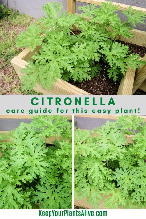 Potted Citronella Plant, How To Harvest Citronella Plant, How To Grow Citronella Plants, Citronella Planter Ideas, Growing Citronella Plant, Citronella Plant Care, Allotment Planning, Planting In Sandy Soil, Citronella Plant