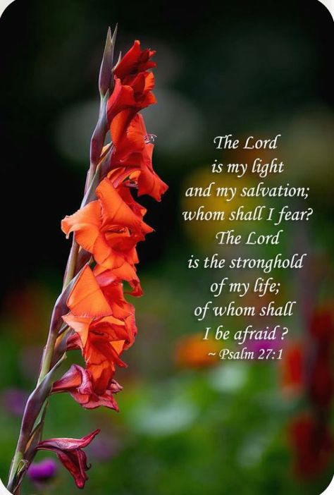 Orange Gladiolus, Psalms 27, Psalm 27 1, Gladiolus Flower, Good Morning Spiritual Quotes, Psalm 27, Inspirational Poems, Powerful Bible Verses, Flower Colors