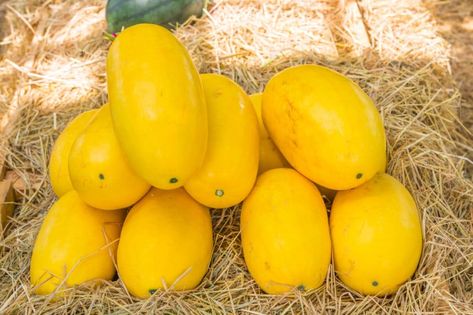 Store Spaghetti Squash, Spaghetti Squash Plant, Freezing Spaghetti Squash, Vegetable Soup Recipes Healthy, Winter Squash Varieties, Cabbage Steaks Recipe, Easy Eggs Benedict, 3rd Chakra, Creamy Asparagus