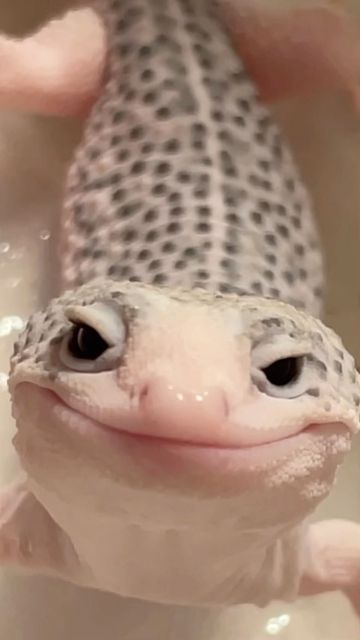 Morgan on Instagram: "@eublephoria made some mistakes sending me this sweet thing.. but it’s a-okay with me, I get to look at her smiling at me every day. 🤣🥹 • • • “Kinoko” 0.1 super snow eclipse ph tremper #leopardgecko #leopardgeckos #leopardgeckosofinstagram #gecko #geckolove #geckobreeder #leopardgeckobreeder #cutegecko #reptile #reptiles #reptilesofinstagram #pet #petsofinstagram #supersnow #eclipse #galaxy #supersnoweclipse #pied" Eclipse Leopard Gecko, Smiling Gecko, Leopard Gecko Smile, Snow Leopard Gecko, Vanessa Core, Pet Gecko, Leopard Gecko Cute, Day Gecko, Cute Gecko