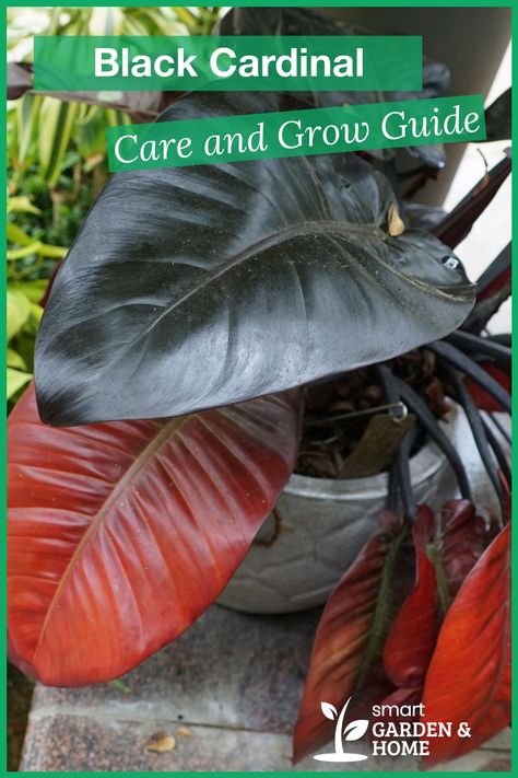 Black Cardinal Plant, Black Cardinal Philodendron, Royal Philodendron, Philodendron Plant Varieties, Philodendron Black Cardinal, Philodendron Varieties, House Jungle, Plant Diy, Goth Garden