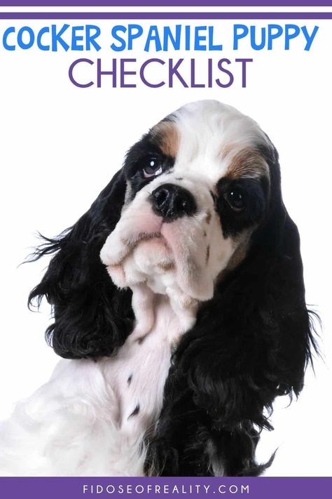 English Cocker Spaniel Puppies, Best Puppy Food, New Puppy Checklist, Puppy Checklist, Cocker Spaniel Puppy, Puppy Harness, Puppy Treats, Cocker Spaniel Puppies, Popular Dog Breeds