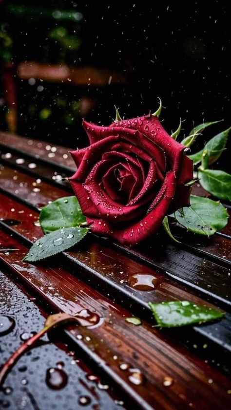 Raindrops On Roses, Dark Red Wallpaper, Butterfly Background, Flowers Photography Wallpaper, Beautiful Flowers Photos, Rose Pictures, Phone Wallpaper For Men, Rose Art, Flower Lover