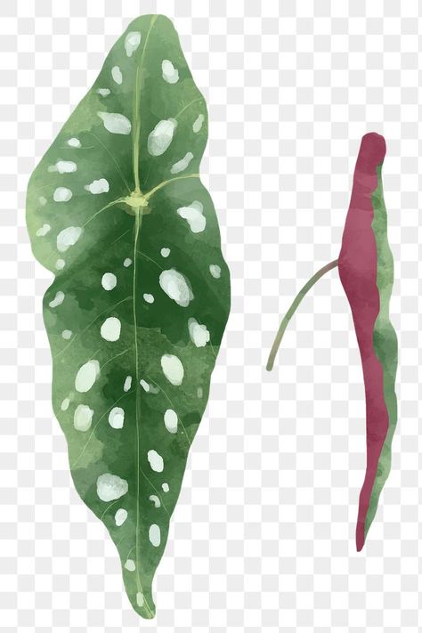 Ivy Watercolor, Polka Dot Begonia, Dotted Art, Begonia Leaf, Begonia Plant, Plant Watercolor, Leaf Png, Dotted Drawings, Begonia Maculata