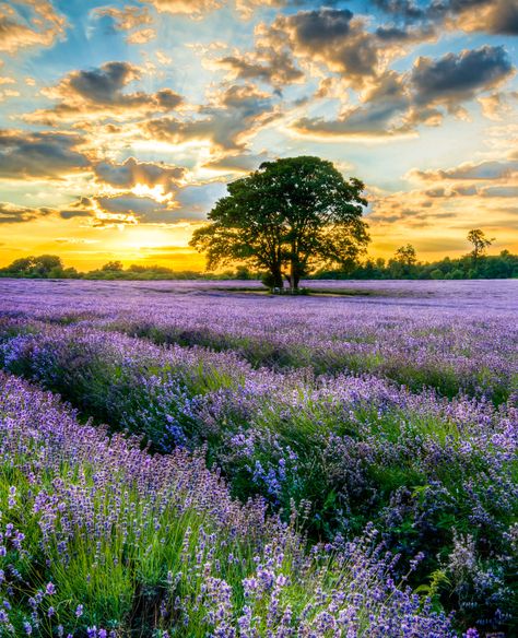 Mayfield Lavender (England) by Sarah Jayne Thomas c.l. Landscape Photography Nature, Lavender Fields, Jolie Photo, Watercolor Landscape, Landscape Photos, Nature Travel, Beautiful Photography, 그림 그리기, Nature Pictures