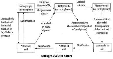 Class 8 Science Notes, Nitrogen Fixation, Science Notes, Biology Notes, Class 8, New Background Images, Food Preservation, Plant Protein, New Backgrounds