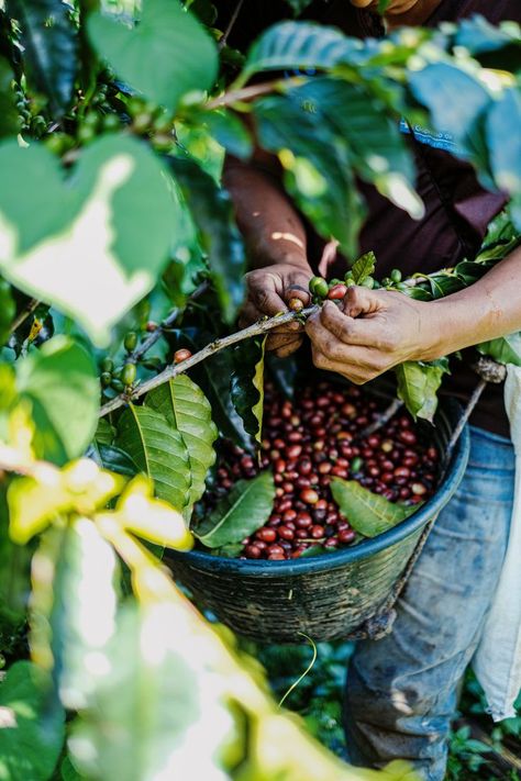 Hands pick coffee beans surrounded by branches and leaves Guatemala Pictures, Things To Do In Antigua, Guatemala Coffee, Pacaya, Ethiopian Coffee, Lake Atitlan, Coffee Farm, Coffee Business, Farm Photo