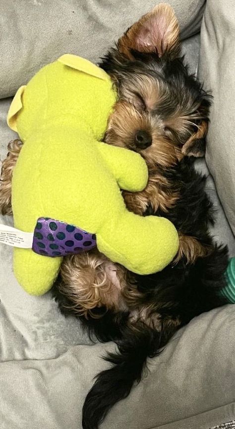 Yorkie Puppy Aesthetic, Cute Yorkies, Yorky Puppies, Small Puppy Breeds, Dog Mom Aesthetic, Morkie Puppies, Teacup Yorkie Puppy, Cute Small Dogs