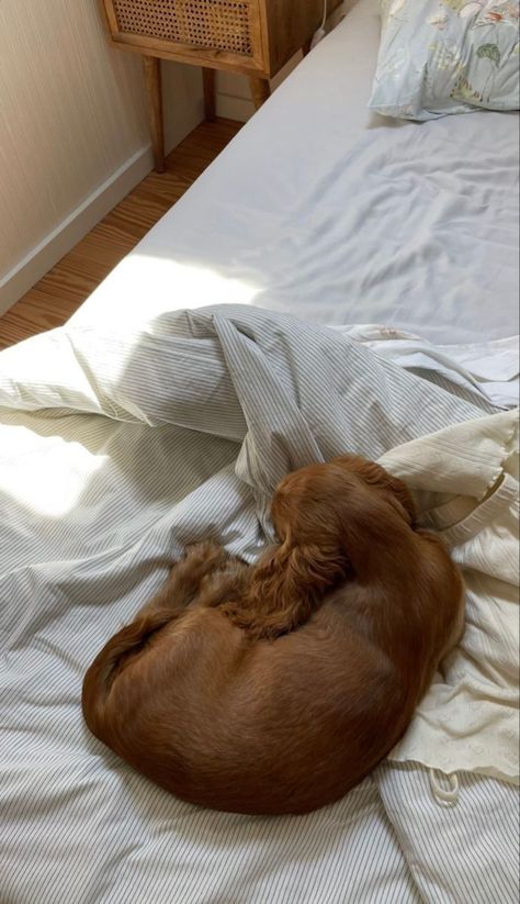 Cotton Bed Sheets Vs Microfiber Bed Sheets (The Big Debate) Dog Home Aesthetic, Dog In Bed Aesthetic, Apartment With Dog, Dog In Apartment, Dog Owner Aesthetic, Dogs In Bed, New House Keys Aesthetic, Aesthetic Dog Bed, Comfy Bed Aesthetic