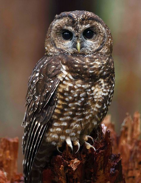 EVIDENCE OF ABSENCE : Northern Spotted Owls are still vanishing from the Northwest. The Northern Spotted Owl came to epitomize the struggle between logging and conservation in the Pacific Northwest during the 1990s. Despite attempts to help the species bounce back, it is just as imperiled today. Habitat loss remains an issue, but the newest challenge comes from a close cousin, calling for some agonizing decisions. Read more in The Cornell Lab's Living Bird online magazine. Northern Spotted Owl, Endangered Species Art, Spotted Owl, Owl Images, Barred Owl, Owl Photos, I Drive, Owls Drawing, Beautiful Owl