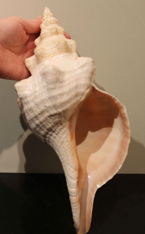 Horse Conch Shell, Large Sea Shells, Bday Photoshoot, Fashion Sketching, Big Shell, Slip Casting, Large Horse, Big Sea, Beach Inspo