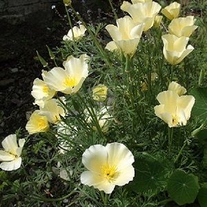 Eschscholzia californica ivory castle-californian-poppy Californian Poppies, Californian Poppy, Eschscholzia Californica, Morning Glory Seeds, Garden 2023, Manor Farm, Seed Packaging, Cottage Gardens, Mediterranean Garden