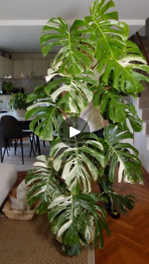 894K views · 20K reactions | Monstera deliciosa variegata in home made aroid mix on a 180cm Moss Pole #planting #monstera #variegatedmonstera #indoorplants #houseplants | Sydneyplantguy | French Fuse · Space Monstera Variegata, Moss Pole, Monstera Deliciosa, Plant Decor, Home Made, Planting, Indoor Plants, House Plants, Plants