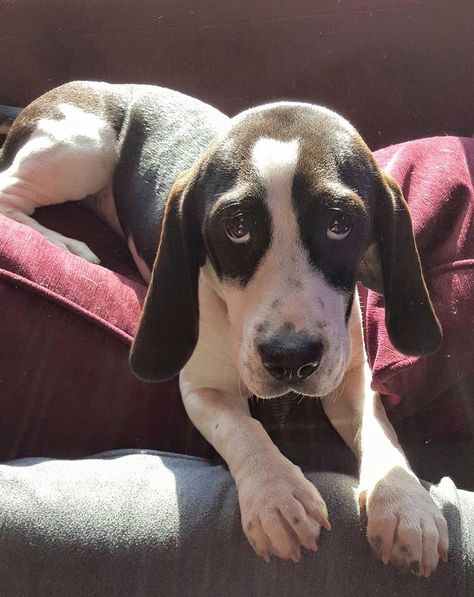 Black and white beagle Begal Puppies, Black And White Beagle, White Beagle, Snoopy Beagle, Dog Black And White, Birthday Dogs, Dog Black, Beagle Mix, Dog Flower