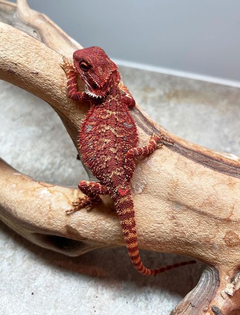 Red Monster Bearded Dragon, Bearded Dragon Aesthetic, Pretty Reptiles, Red Bearded Dragon, Beaded Dragon, Baby Bearded Dragon, Red Monster, Cool Aesthetics, Dream Pet