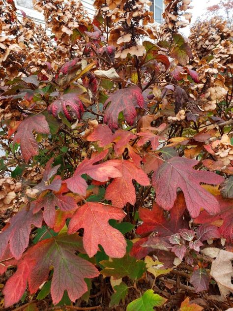 Oakleaf hydrangea red Oakleaf Hydrangea Landscape, Oak Leaf Hydrangea, White Oak Leaf, French Hydrangea, Hydrangea Landscaping, Garden Mum, Hydrangea Quercifolia, Oakleaf Hydrangea, Hydrangea Macrophylla