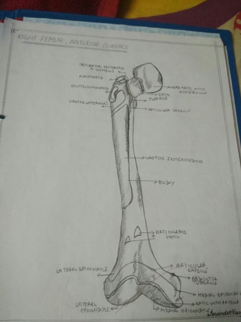 Femur Bone Drawing, Anatomy Labeled, Bone Drawing, Femur Bone, Drawing Anatomy, Body Image Art, Pencil Shading, Beautiful Art Paintings, Krishna Janmashtami