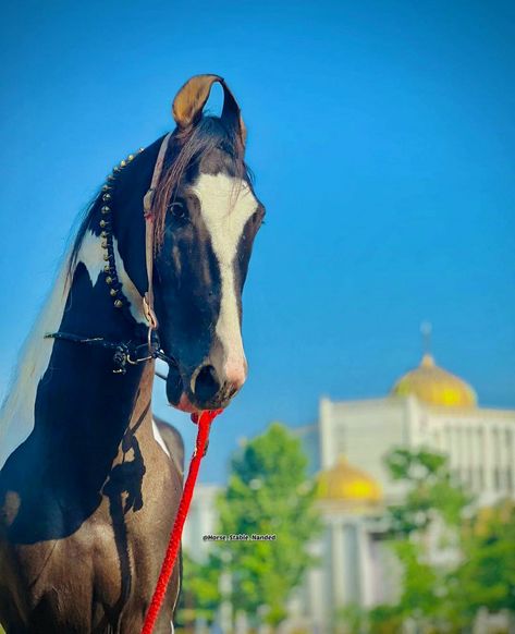 Black tobiano | stallion Kathiyawadi Horse, Ram Wallpaper, Horse Photography, Horse Riding, Ram, Horses, Photography, Quick Saves, Black