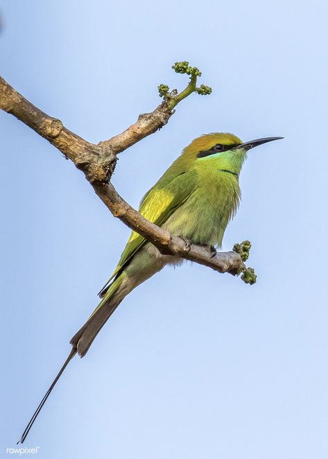 Bird Sitting On A Branch, Bird Sitting, Bee Eater, Most Beautiful Birds, Bird On Branch, Beautiful Images Nature, Flower Branch, Bird Illustration, Bird Photography