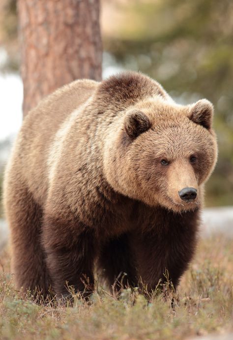 Beruang Grizzly, Bear Reference, Brown Animals, Grizzly Bear Cub, Cute Brown Bear, Bear Aesthetic, Bear Photo, Bear Island, North American Animals