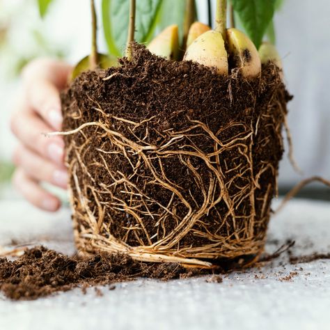 We talk a lot about root rot, but often gloss over the specifics. Here, we look more in-depth on what root rot is, how to identify it, and what steps you can take to prevent it! Identify Plant, Root Rot, Talk A Lot, Indoor Gardens, Replant, Indoor Gardening, Types Of Plants, Clay Pots, Plants