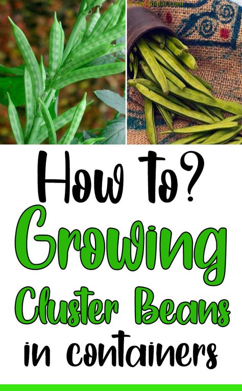 HOW TO GROW CLUSTER BEANS IN CONTAINERS AT HOME. Today we are going to base our discussion on how to grow cluster beans at home so that you can try out the same as per your convenience. Although cluster beans carry a mild bitter taste, it can surely turn into one of your favourites once you get a hang of it. #containergardening #clusterbeans #beans Cluster Bean, Vegetable Planting, Planting Garden, Bean Plant, Planting Vegetables, Organic Vegetables, Plant Growth, The Plant, Urban Garden