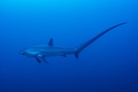 Thresher Shark Photography, Shark Photography, Thresher Shark, Shark Photos, National Geographic Photos, Best Photography, Sharks, National Geographic, Amazing Photography