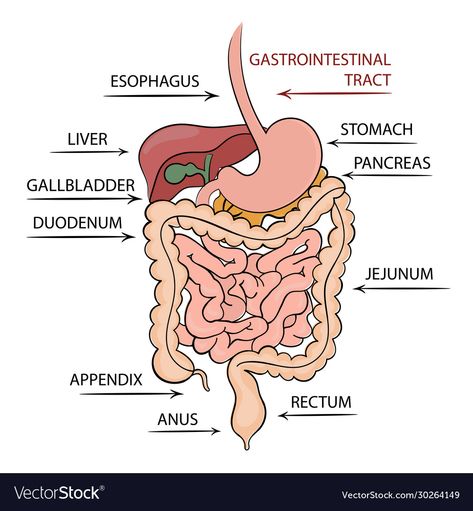 Human Alimentary Canal Diagram Drawing, Pancreas Diagram, Free Educational Websites, Medical Diagrams, Human Vector, Nursing School Essential, Acid Reflux Recipes, Studying Medicine, Lactobacillus Reuteri