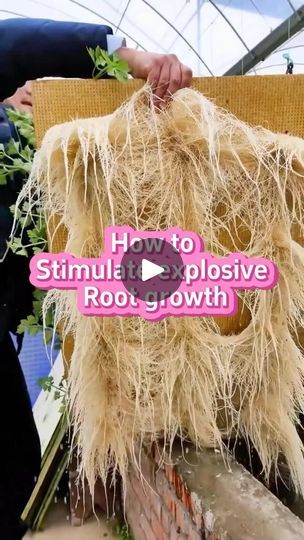 Diy Fertilizer, Vege Garden, Garden Hacks Diy, Tree Growth, Seed Starter, Plant Hacks, Fertilizer For Plants, Root Growth, Plants Garden