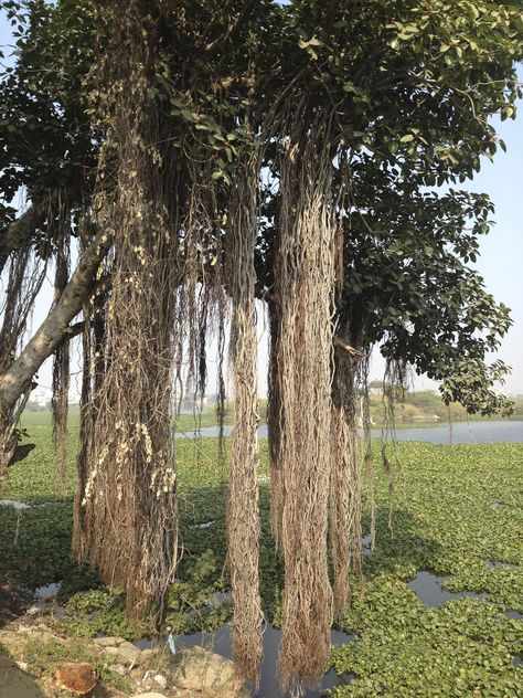 An amazing Bargad tree surrounded by water hyacinths. Bargad Tree, National Symbols, Water Hyacinth, Darjeeling, Jodhpur, Jaipur, Tree Trunk, India, Water