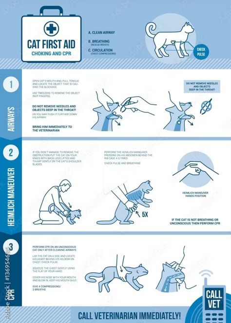 Cat Cpr, Cat Hacks, Cat Care Tips, Kitten Care, Cat Parenting, Cat Behavior, Pet Hacks, Cat Facts, Cpr