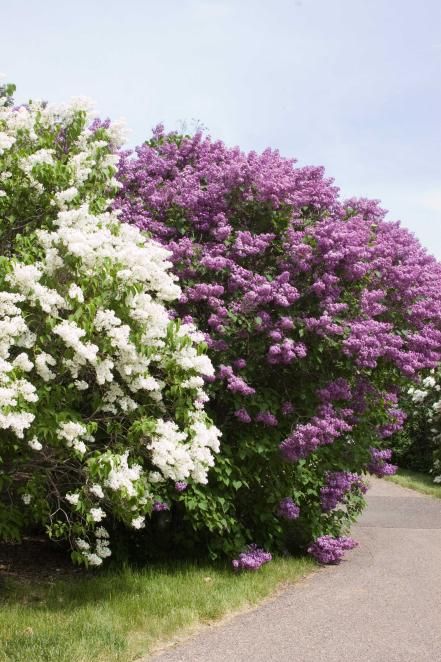 Shade-tolerant shrubs that are grown for their flowers are best planted where a little sun can filter through, such as near deciduous trees or a trellis. Flowering Shrubs For Shade, Lilac Syringa, Lilac Varieties, Shrubs For Landscaping, Full Sun Shrubs, Mount Baker, Shade Shrubs, Syringa Vulgaris, Flowering Bushes