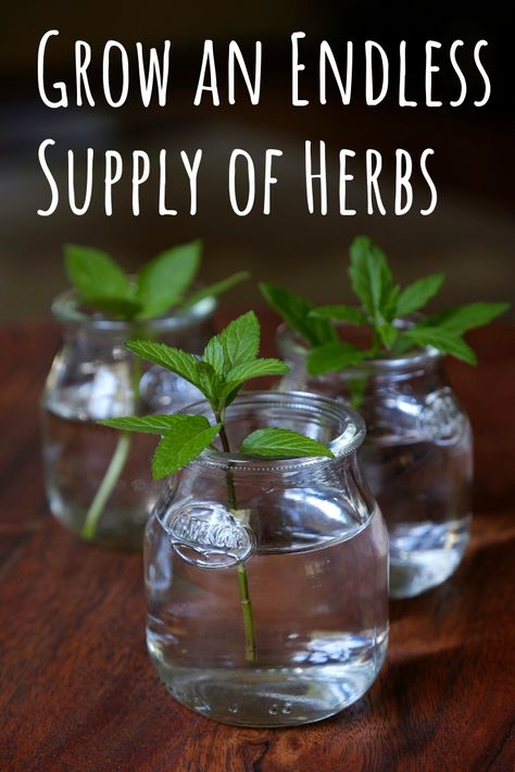 Herbal Remedies Recipes, Indoor Herb Garden, Herbs Indoors, Healing Herbs, Easy Garden, Growing Herbs, Planting Herbs, Growing Food, Edible Garden