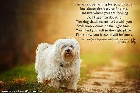 Jack Mcafghan, Dog Waiting, Multiple Dogs, Horses And Dogs, Dog Signs, Animal Quotes, Dog Quotes, I Love Dogs, Best Friend Gifts