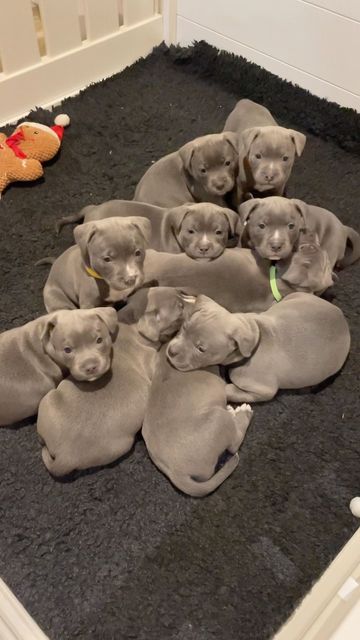 American Staffy Puppies, Grey Staffy Puppy, Loving Animals, English Staffordshire Bull Terrier Puppy, Cute Staffy, Staffordshire Bull Terrier Puppy, Amstaff Blue, Blue Staffordshire Bull Terrier, English Staffy