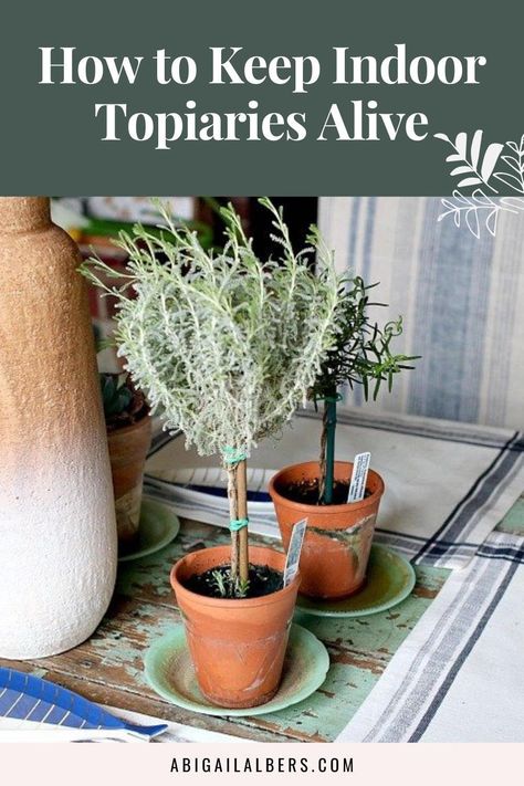 Indoor Topiary Plants, How To Make A Rosemary Topiary, Rosemary Topiary Diy, Myrtle Topiaries, Potted Rosemary, Lavender Topiary, Indoor Topiary, Rosemary Topiary, Patio Garden Bed