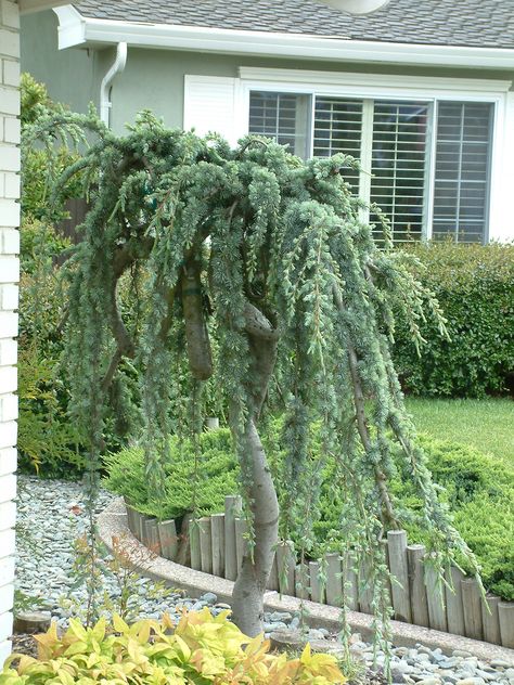 Weeping Colorado Blue Spruce, Weeping Atlas Cedar, Weeping Spruce Landscaping, Weeping Cedar Tree, Weeping Conifers, Weeping Blue Spruce, Weeping Larch, Weeping Cedar, Weeping Blue Atlas Cedar