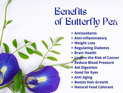 Explore this article to learn more about the health benefits of butterfly pea flower and a quick blue tea recipe. Butterfly Pea Flower Benefits, Pea Flower Tea Benefits, Butterfly Pea Flower Tea Benefits, Reduce Saddlebags, Butterfly Pea Flower Lemonade, Pea Flower Lemonade, Flower Tea Recipe, Flower Lemonade, Flower Tea Benefits