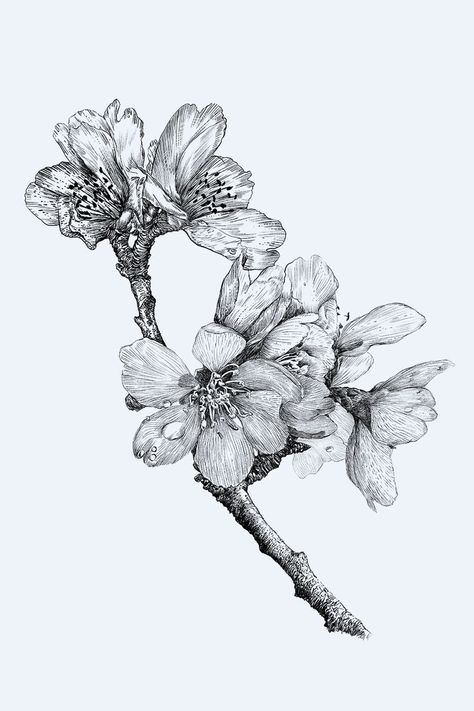 Beautiful looking Orchid Branch digital Illustration in black and white line art style. #soft #flowers #orchid #branch #beatuiful #nature Botanical Illustration Black And White, Line Art Fashion, Branch Illustration, Orchid Drawing, Soft Flowers, Flower Png Images, Line Art Style, Black And White Line Art, White Line Art