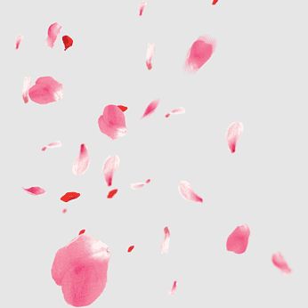 Free floating, petals Material, sakura, cherry Blossom Petals, blossoms, music, petals, cherry blossoms, leaf And Petals, rose Petal Floating Petals, Sakura Petals, Cherry Blossom Petals, Tree Decals, Cherry Blossom Festival, Sakura Tree, Sakura Cherry Blossom, Cherry Blossom Tree, Blossom Trees