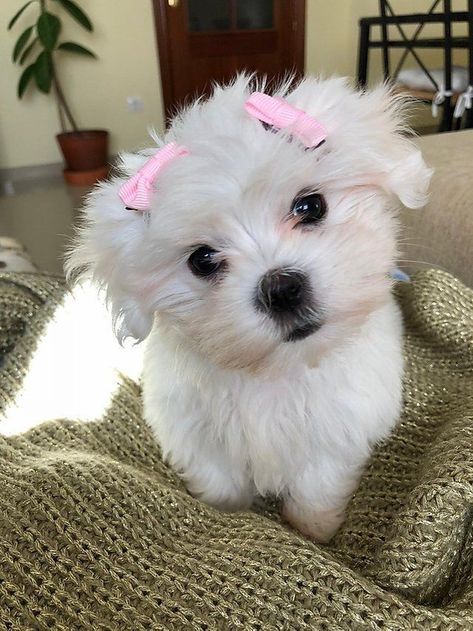 Baby Maltese, Bichon Dog, Cute Puppy Breeds, Cute Small Dogs, Big Dog Breeds, Dog Haircuts, Dogs Cute, Do's And Don'ts, Maltese Puppy