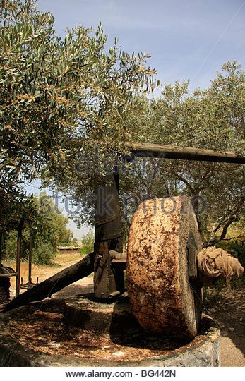 Ancient Olive press in Neot Kedumim, Biblical Landscape Reserve - Stock Cider Press, Olive Press, Olive Grove, Old Technology, Olive Trees, Cute Couple Drawings, Green Olives, Fall Is Here, Ancient Cultures