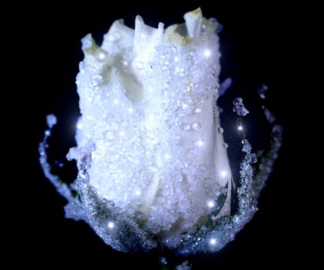 Crystalized Flowers, Diy Crystal Growing, Borax Crystals Diy, Well Craft, Grow Crystals, Making Crystals, Crystals Growing, Crystal Growing, Borax Crystals