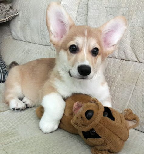 Mini Corgi, Cute Corgi Puppy, Corgi Puppy, Cute Corgi, Puppies, Pins, Quick Saves