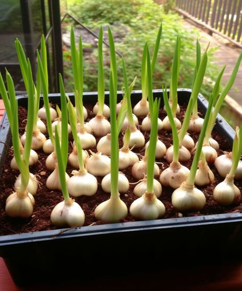 Don't buy garlic. Grow an endless supply at home with these methods Garlic Plants, Garlic Plant, Garlic Growing, Hardneck Garlic, Design Garden Ideas, Grow Garlic, Harvesting Garlic, Planting Garlic, Garlic Scapes