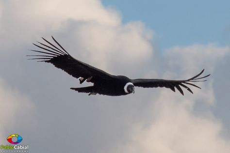 CONDOR VOLANDO SOBRE LAS ALTAS CUMBRES-CORDOBA-ARGENTINA Bald Eagle, Tattoos, Cordoba