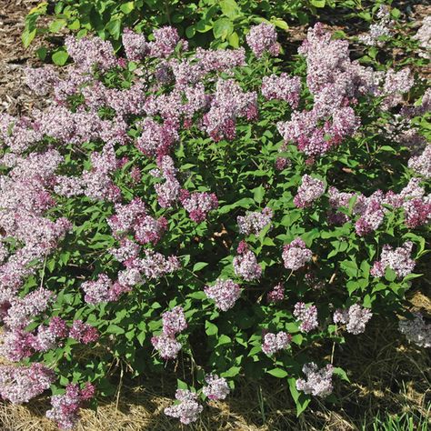 Miss Kim Lilac, Deer Resistant Shrubs, Lilac Plant, Lilac Scent, White Azalea, Black Thumb, Grandma's Garden, Grandmas Garden, Garden Shrubs